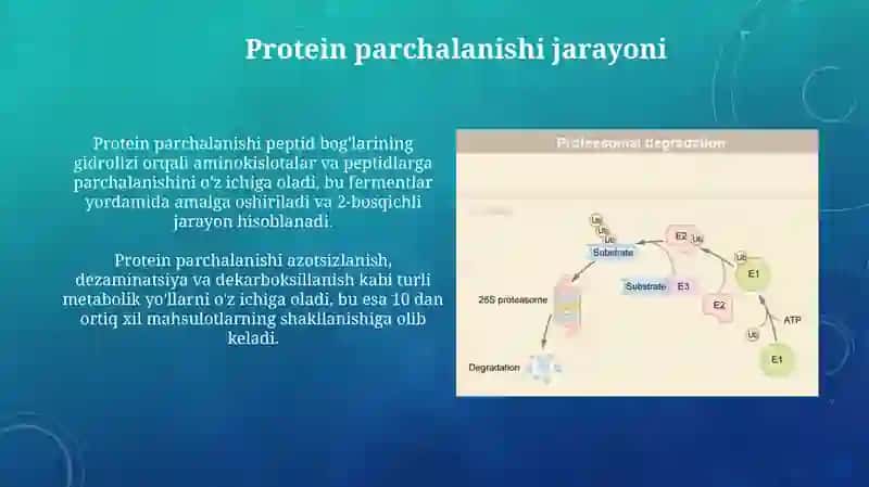 Protein parchalanishi 4