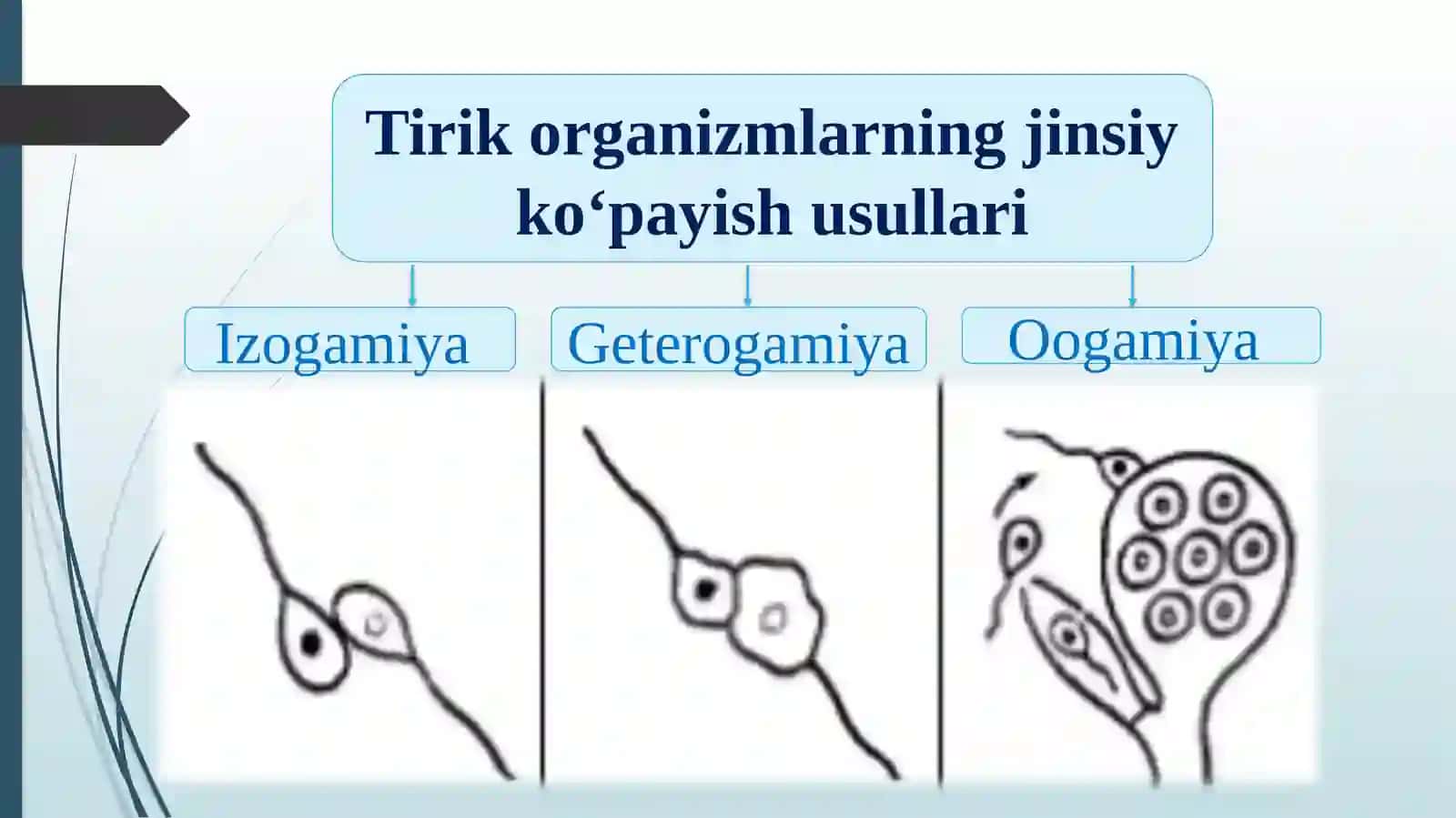 O‘simliklarning generativ organlari filogenezi 4