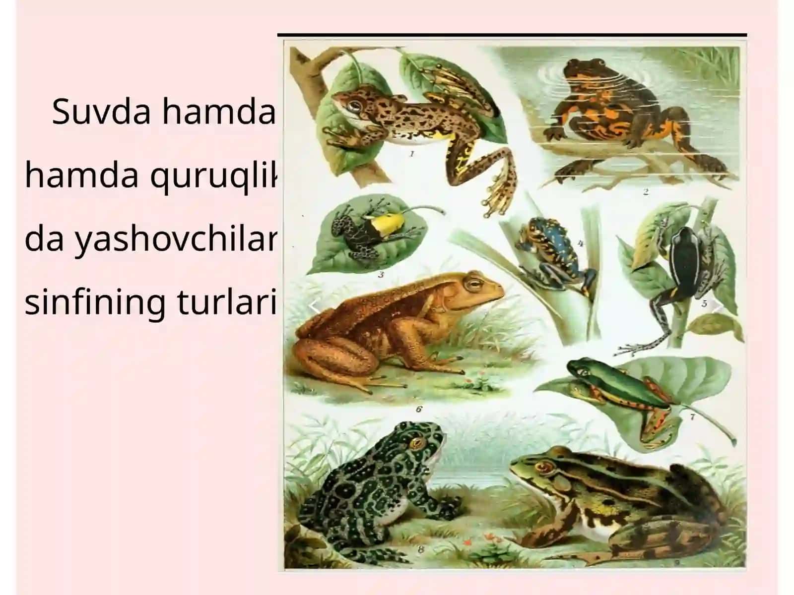 Suvda va quruqliqda yashovchilar (Amphibia) 4