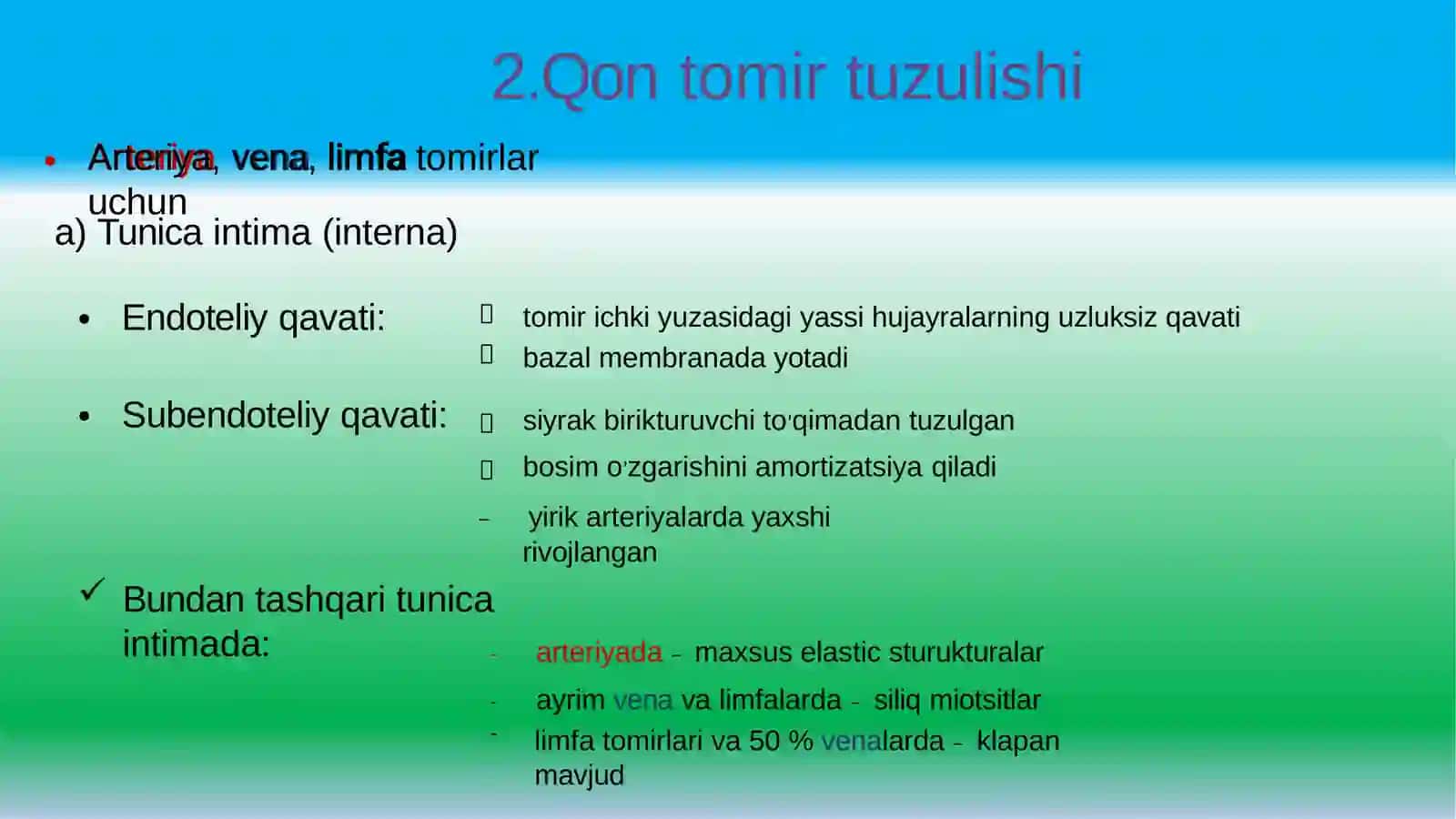 Yurakqon-tomirsistemasigistalogiyasi 4