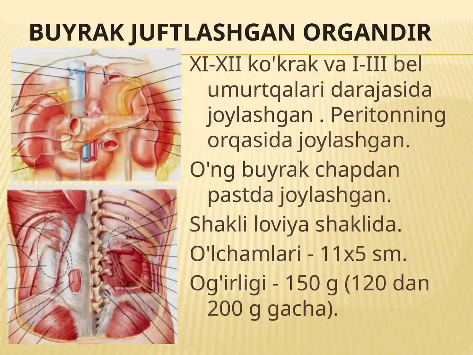 Siydik chiqarish tizimi anatomiya va fiziologiyasi 4