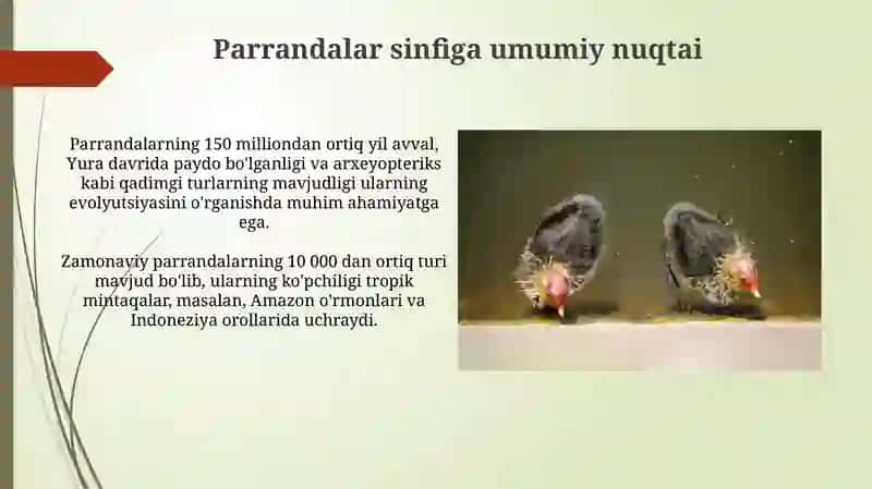 Qushlar evolutsiyasi 4