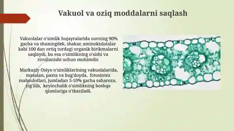 Vakuol membranasi (tonoplast) 4
