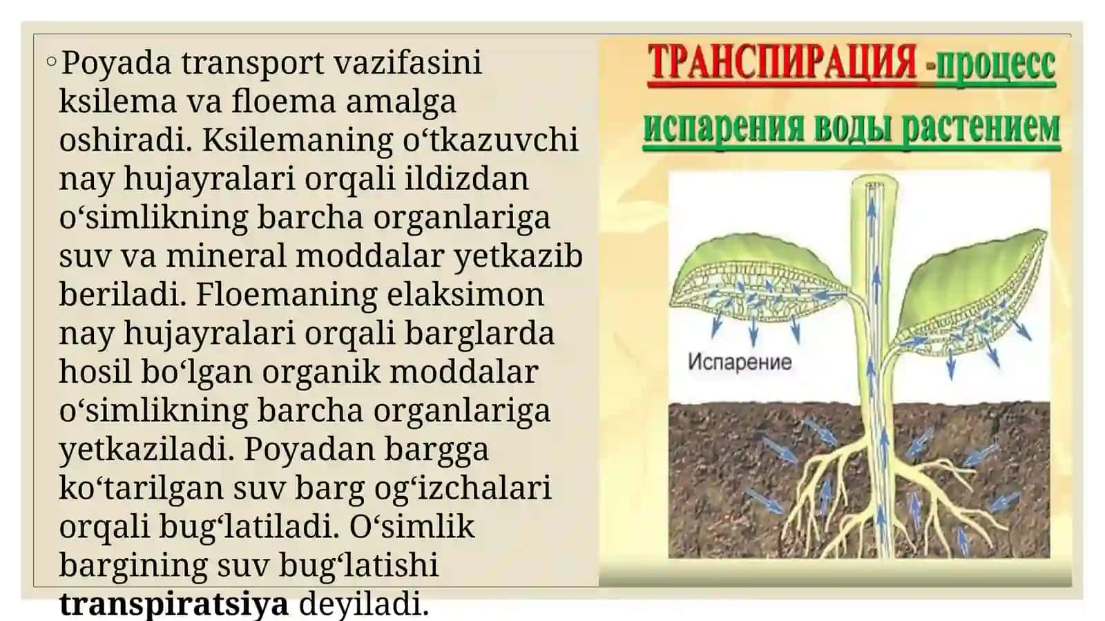 TIRIK ORGANIZMLARDA OZIQ MODDALAR TRANSPORTI 4