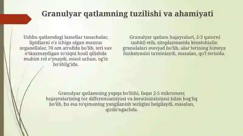 Qatlamli murakkab yassi epitili 4