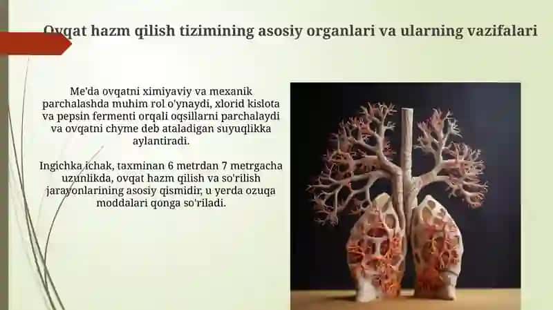 Ovqat hazm qilish tizimi va nafas olish tizimi 4