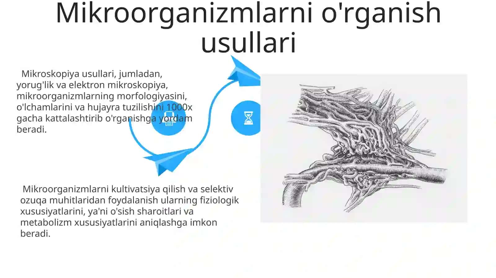 Mikroorganizmlarning sistematikasi va morfologiyasi fiziologiyasi 4