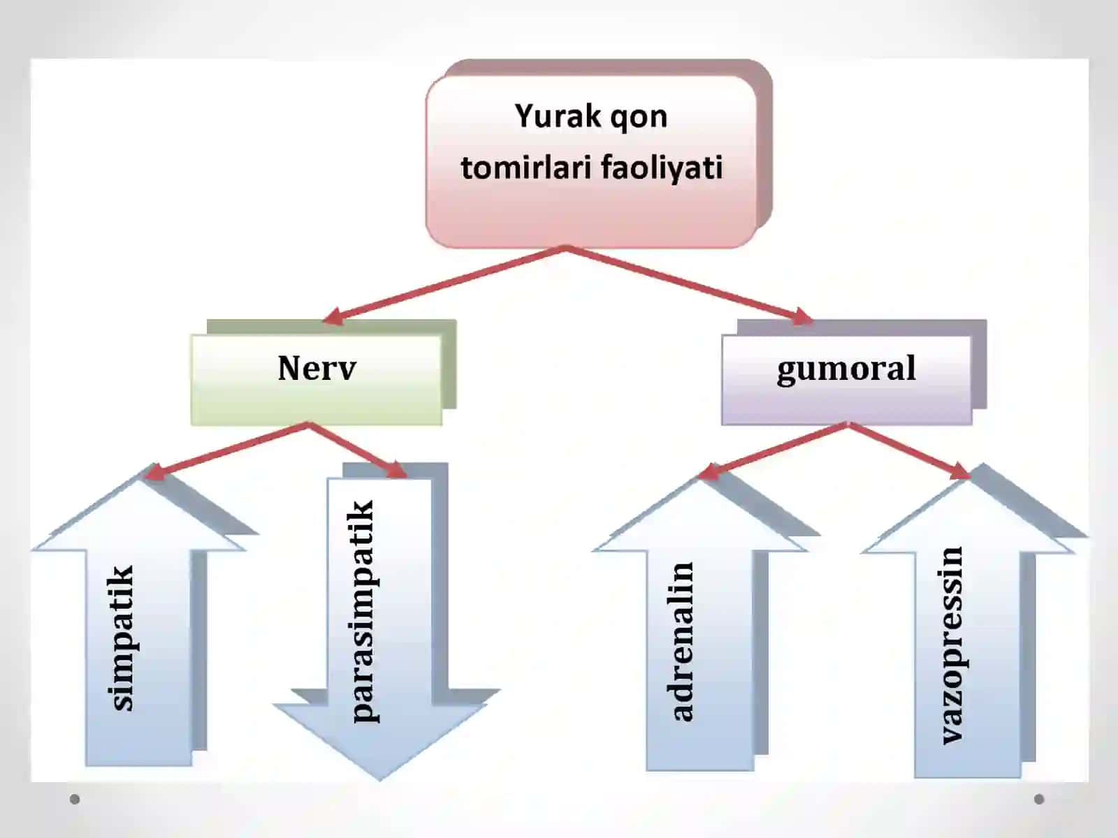 Qonaylanish organlari ishining boshqarilishi 4