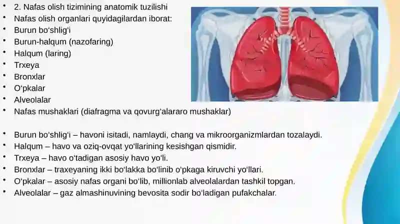 Nafas olish mexanizimi 4