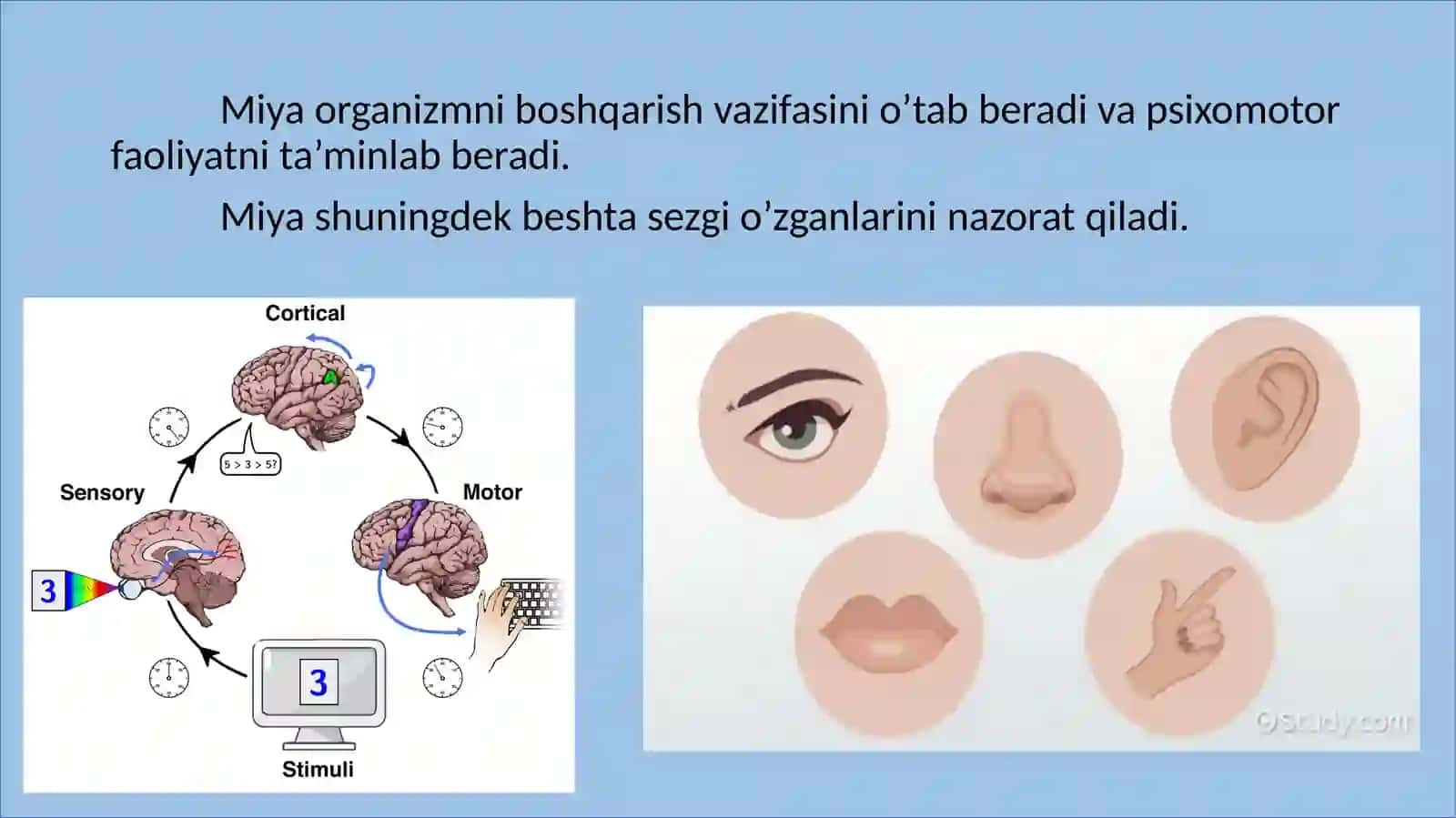 Xulqatvorni psixofiziologikasosi 4