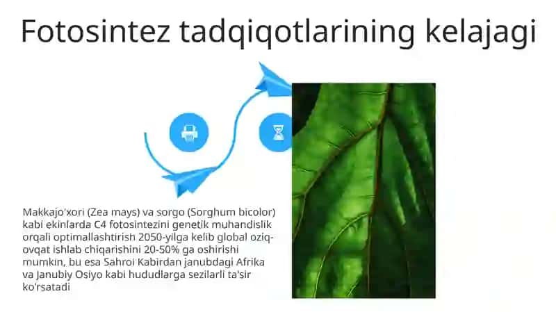 Fotosintez va hosildorlik 4