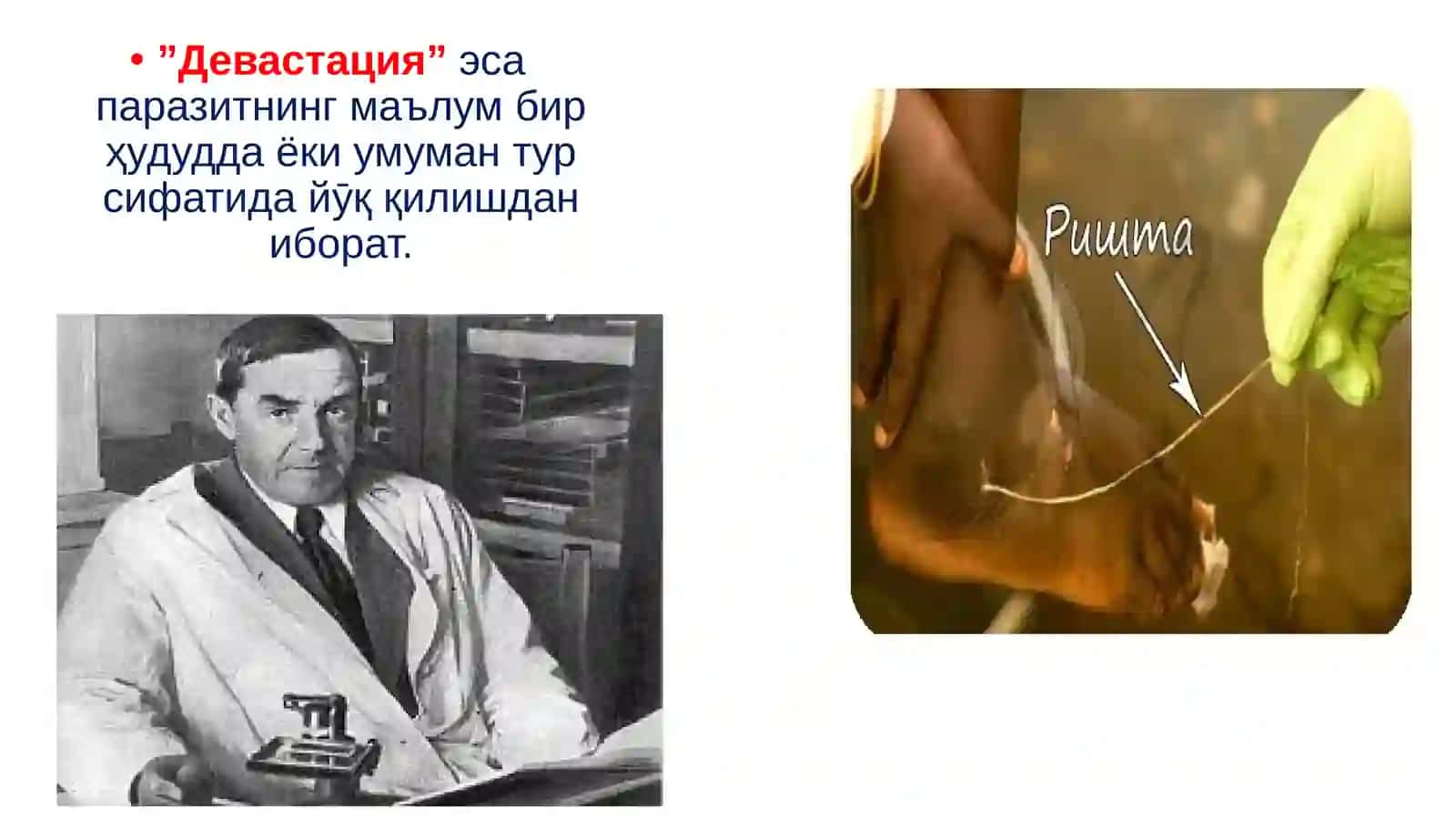 Овогелминтоскопия усуллари. Дегелминтизация. Девастация. Паразит қуртларнинг тухумларини аниқлаш. Гелминтозлар диагностикаси 4