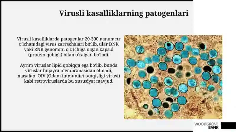 Virusli kasalliklar 4