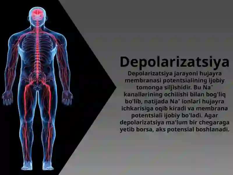 Qo'zg'aluvchan to'qimalarda bioelektrik hodisalar 4