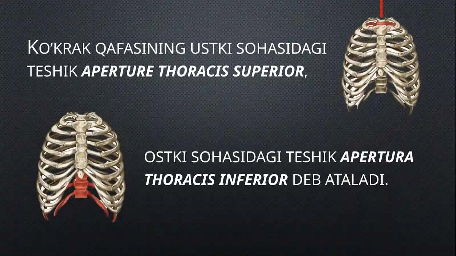 Qovurg'alar, to'sh suyagi va koʻkrak qafasi. Ularning yoshga doir xususiyatlari 4