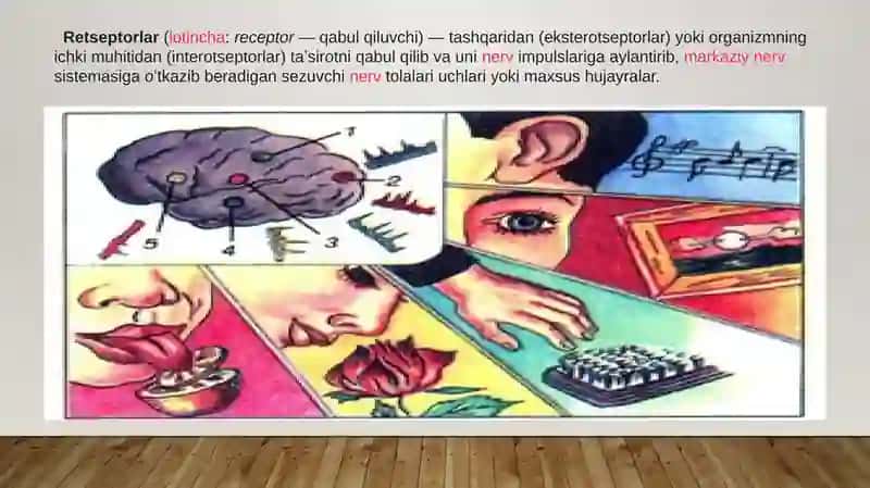RETSEPTORLARDA INFORMATSIYALARNI  O‘ZGARTIRILISHINING BIOFIZIKAVIY MEXANIZMLARI.  TA’M VA HID BILISH NAZARIYASINING BIOFIZIKAVIY ASOSLARI 4