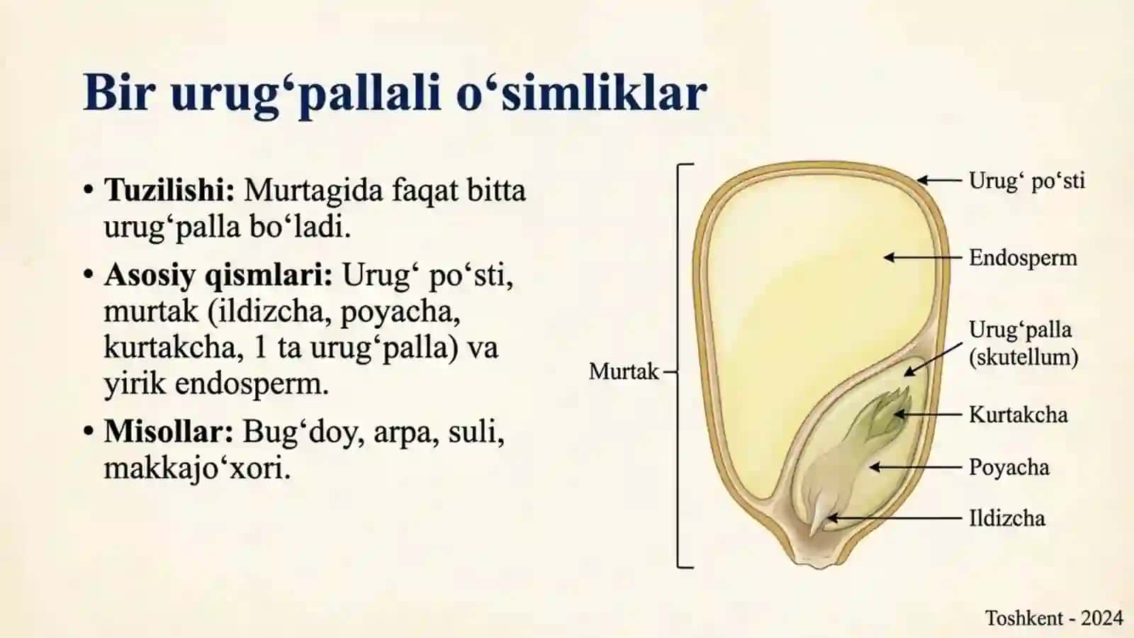 Urug' - o'simliklarning ko'payish organi 4