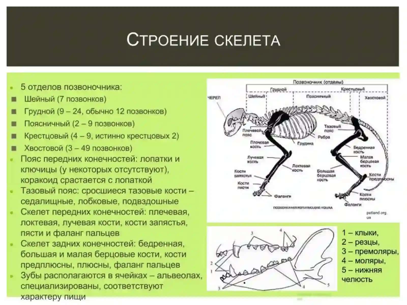 МЛЕКОПИТАЮЩИЕ 4