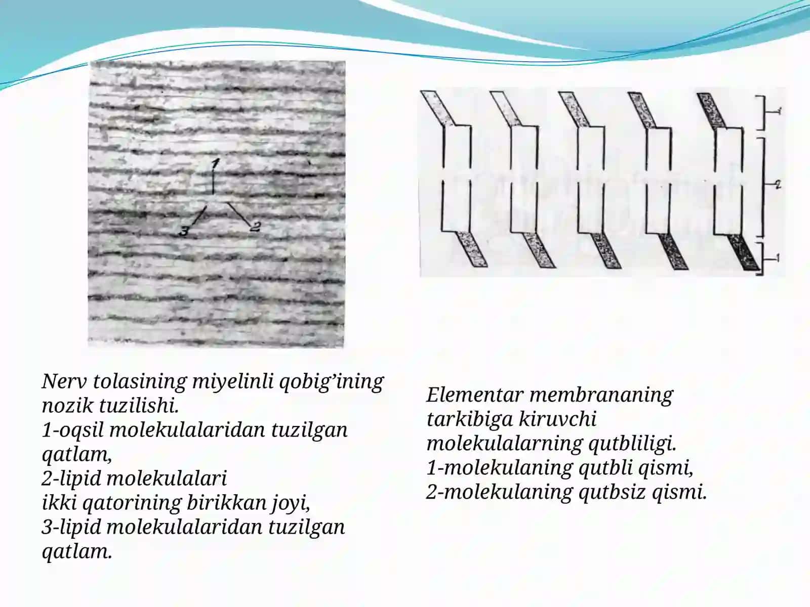 Hujayra membranasi 4