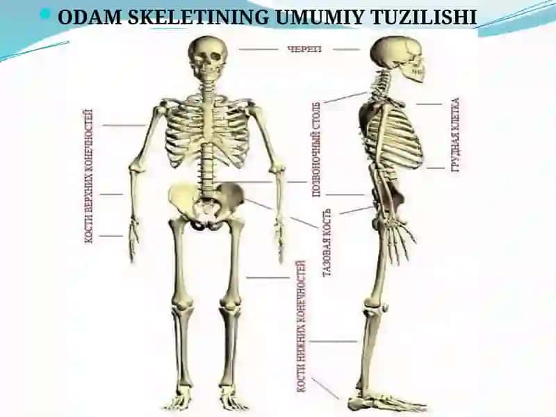 Bolalar qad-qomatining shakllanishi va kamchiliklari 4