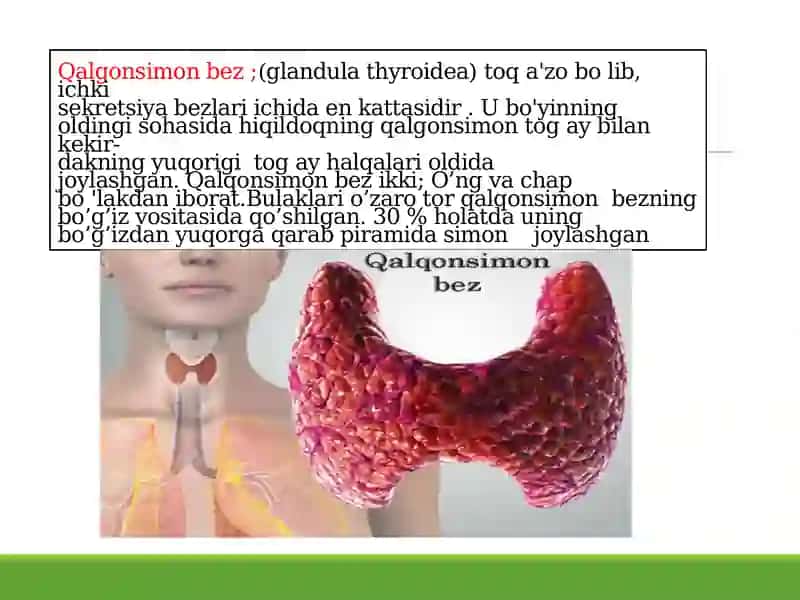 ENDOKIRN TIZIM ICHI SEKRITSIA BEZLARI TUZLISHI 4