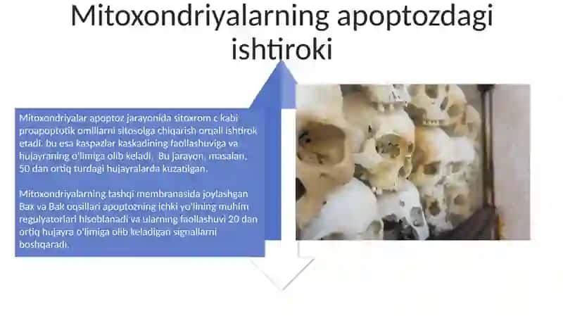 Dasturlashtirilgan Hujayra O'limi: Apoptozning Fiziologik va Patologik Ahamiyati 4