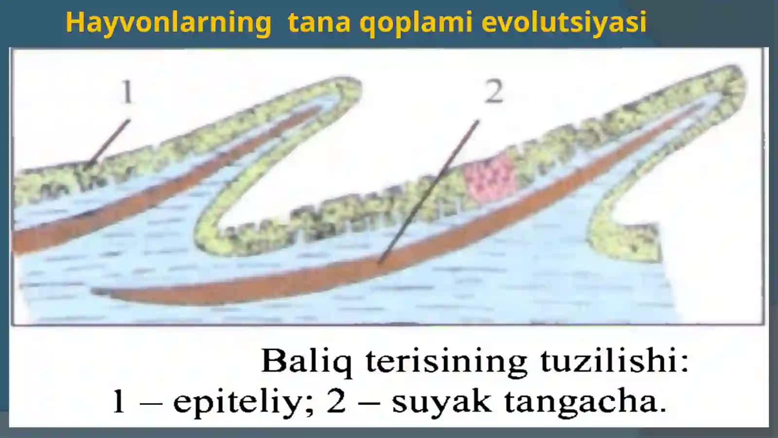 HAYVONLARNING TANA QOPLAMI VA HARAKATORGANLARI EVOLUTSIYASI 4