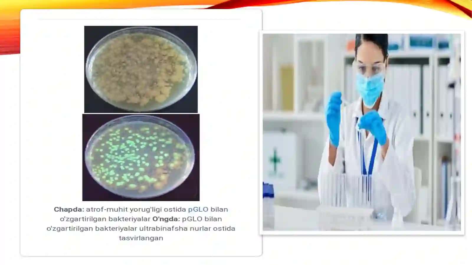 Mikroorganizmlar yordamida transgen oqsil olish texnologiyasi 4