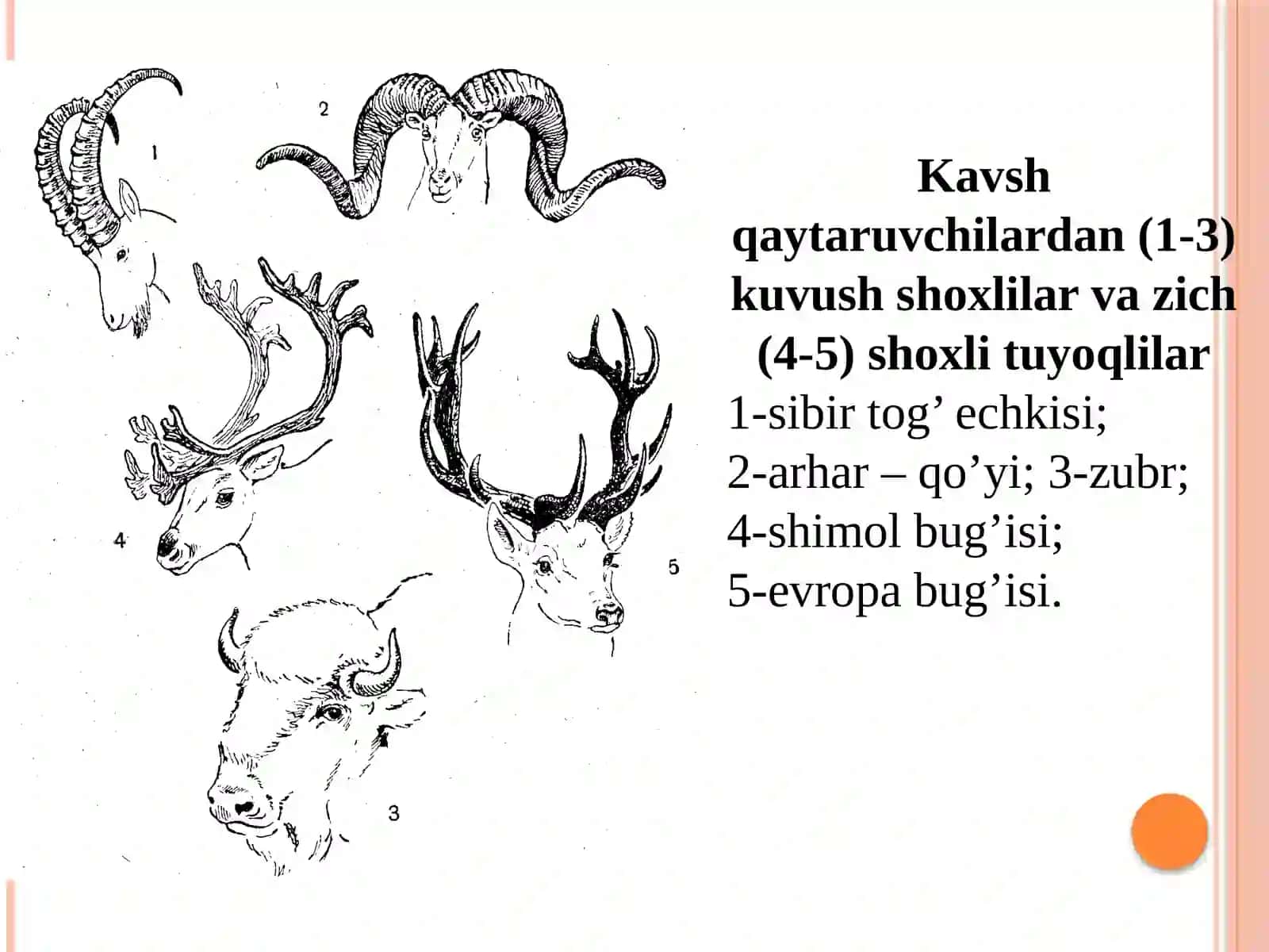 Sut emizuvchilar yoki darrandalar sinfining umumiy ta’rifi. Sutemizuvchilarning teri qoplamivaskelet tuzilishi 4