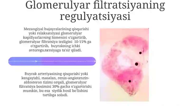 Buyrak bosimi fiziologiyasi 4