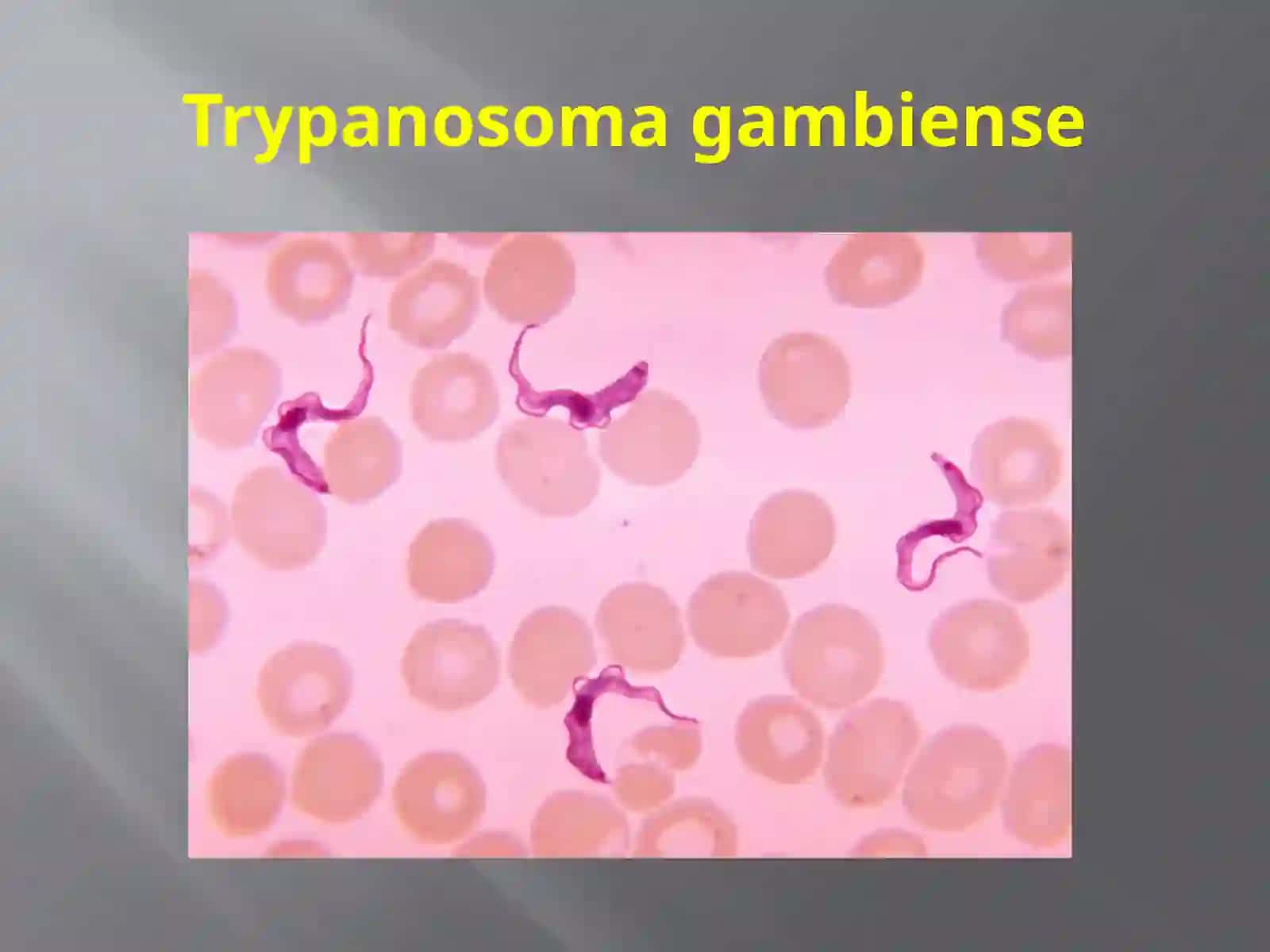 Protozoa кенжа дунёси 4
