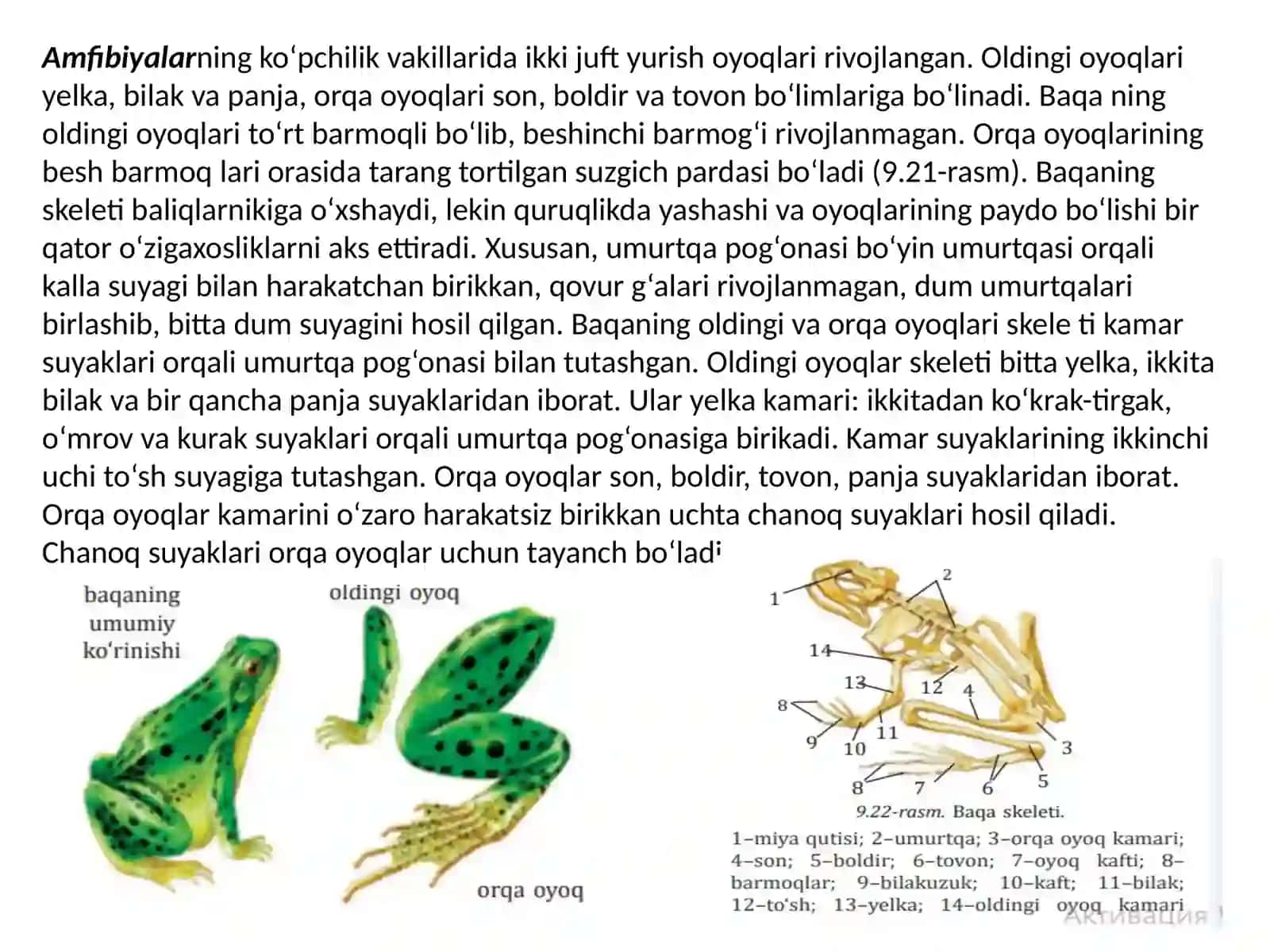 UmurtqalilarNING TAYANCH-HARAKAT ORGANLARI 4