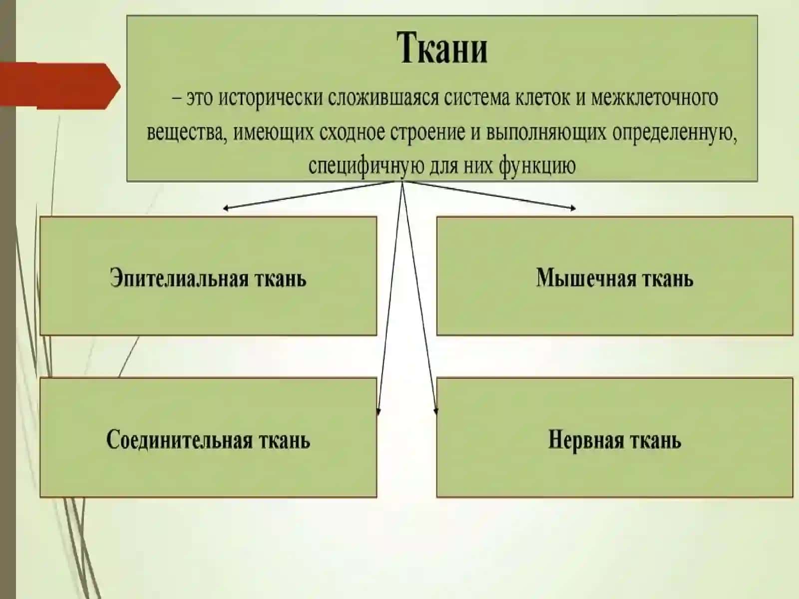 Введение в предмет ГИСТОЛОГИИ 4