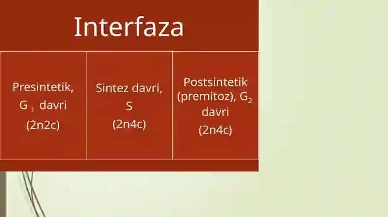 Hujayralarning mEyotik sikli. MITOZ VA MEYOZ PATOLOGIYASI. 4