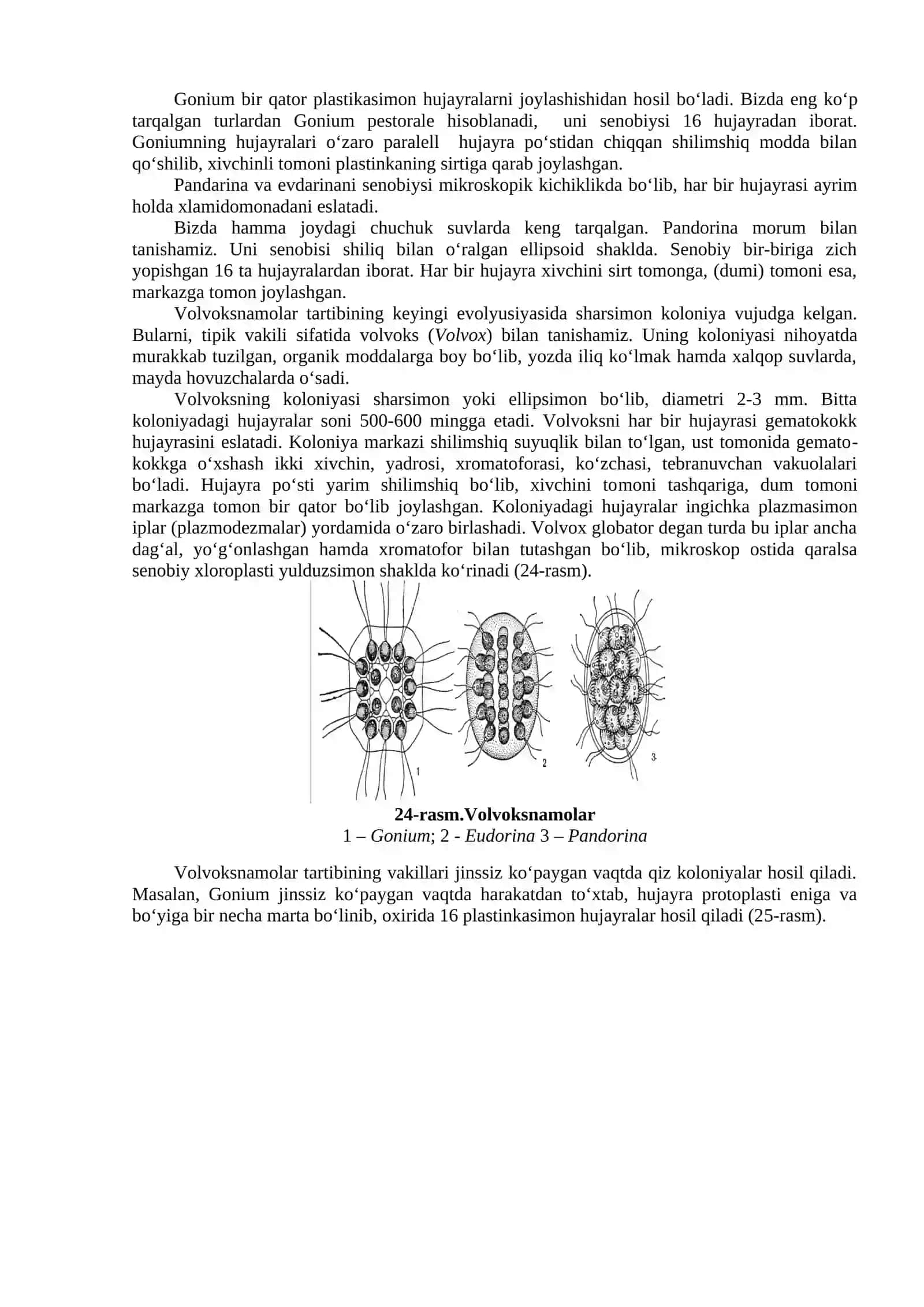 Yashil suvo‘ttoifalar bo‘limi (Chlorophyta) 4