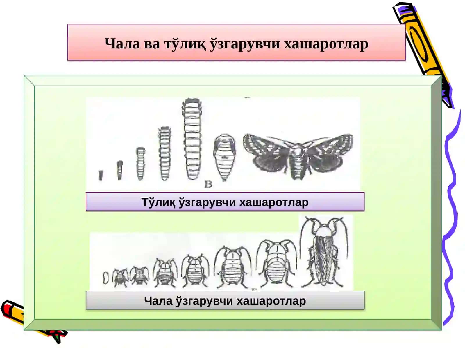 ҲАШАРОТЛАРНИНГ БИОЛОГИЯСИ, ЭКОЛОГИЯСИ ВА СИСТЕМАТИКАСИ 4