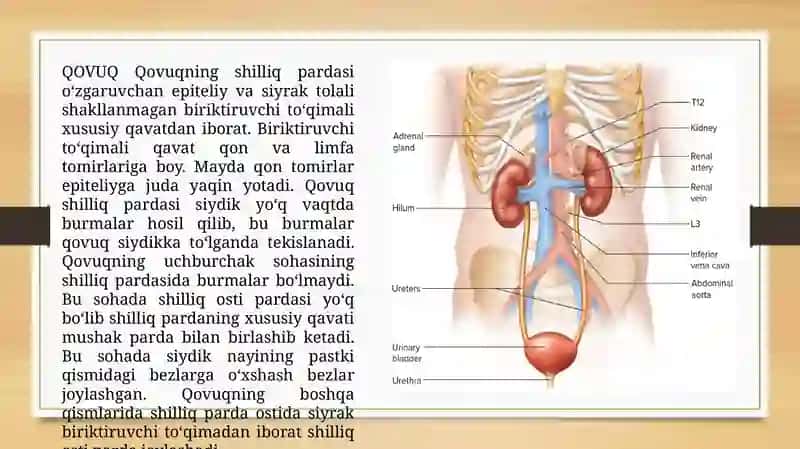 Siydik chiqarish yo'llarining tuzilishi 4