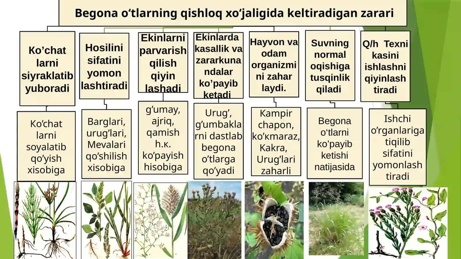 “Organik dehqonchilik va o’rmon melioratsiya” si F.Asatillayev: Begona o‘tlar, ularning zarari va biologik xususiyatlari 4