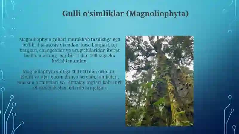 Gulli o`simliklar xilma xilligi 4