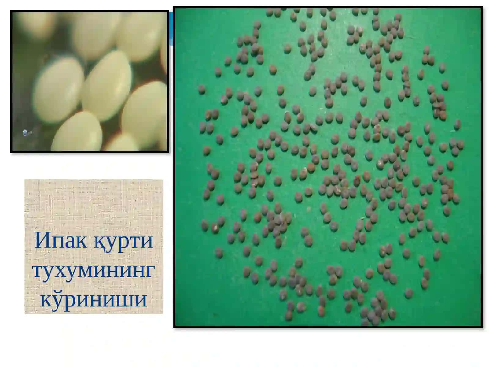 Tut ipak qurti biologiyasi va embralogiyasi 4