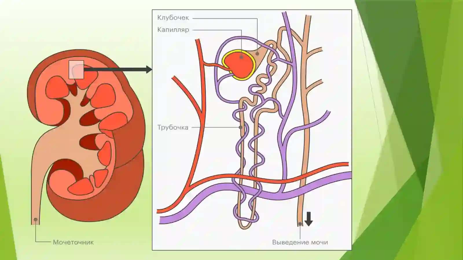 Glomerulonefrif klinikasi 4