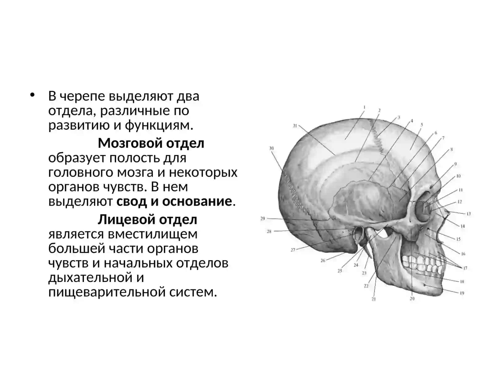 Общие сведения о строении черепа 4