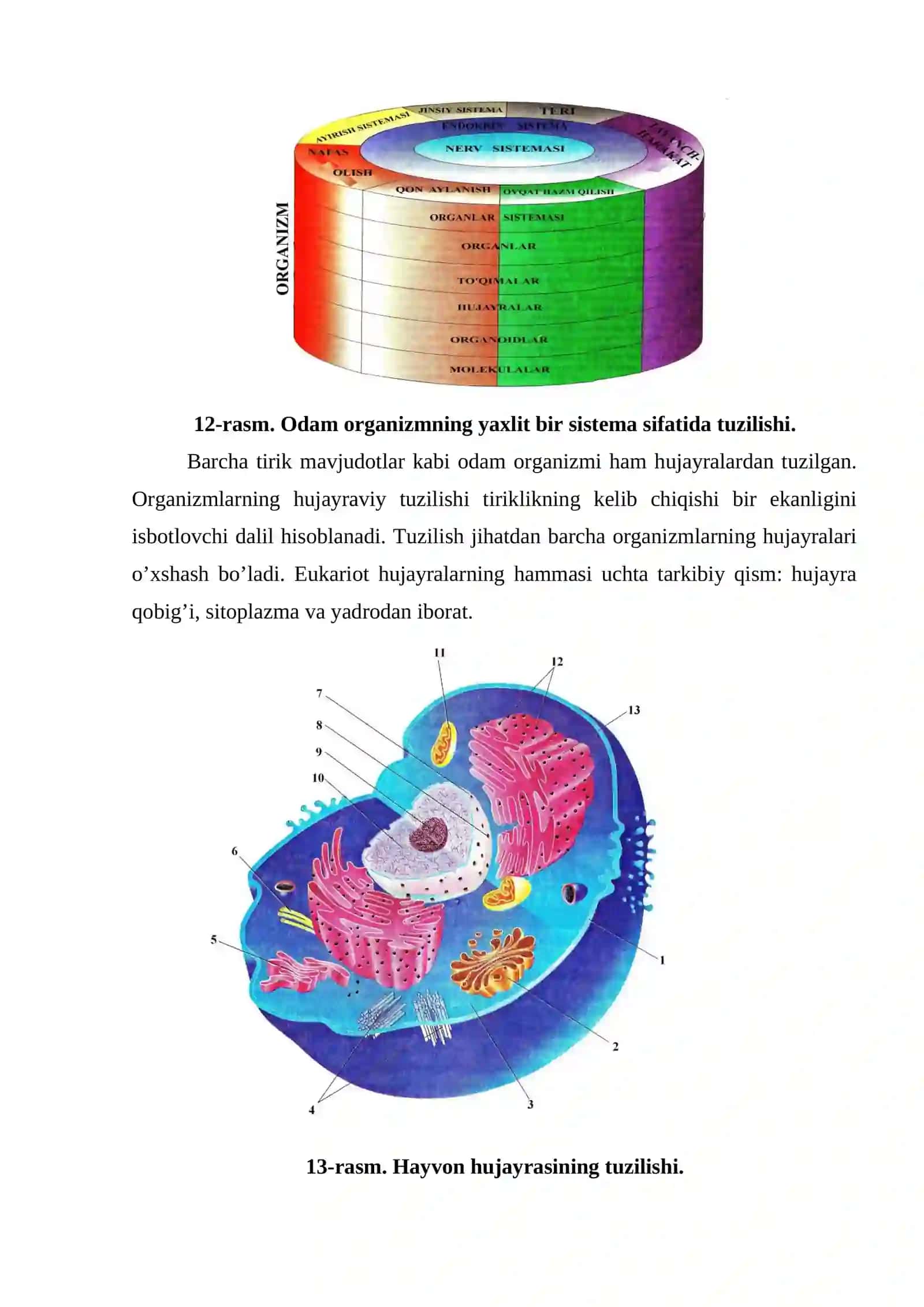 Organizmning umumiy ta’rifi. Hujayraning tuzilishi, kimyoviy tarkibi va bo’linishi 4