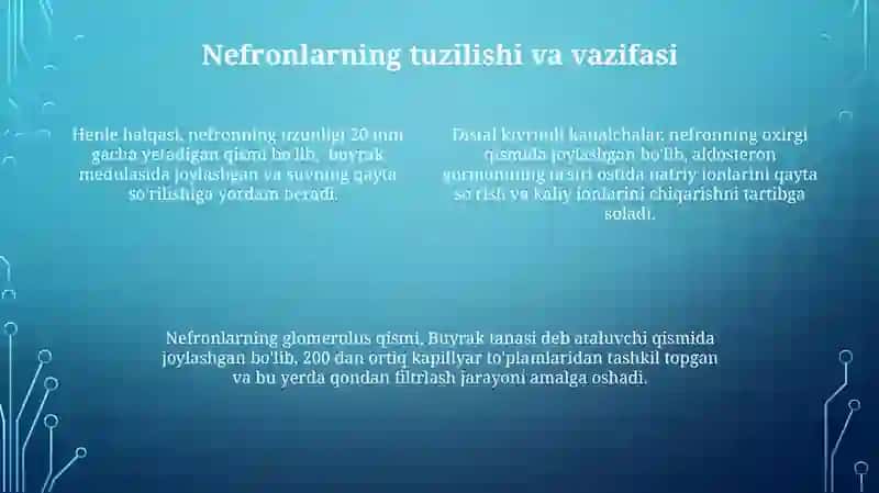 Buyrak anatomiyasi va fiziologiyasi 4
