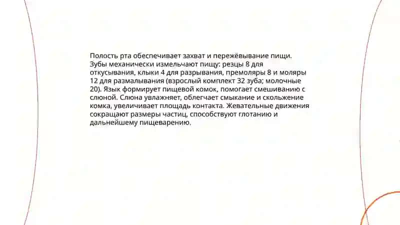 Общая анатомия пищеварительной системы 4