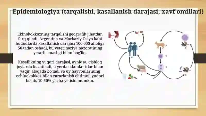 Ekinokokkoz epidemiologiyasi, profilaktikasi va epidemiyaga qarshi chora- tadbirlar 4