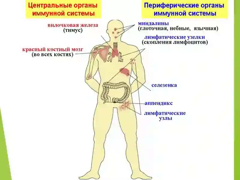 ИММУНИТЕТ 4