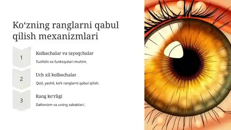 Ko‘z-optik sistema va spektral sezgirlik 4
