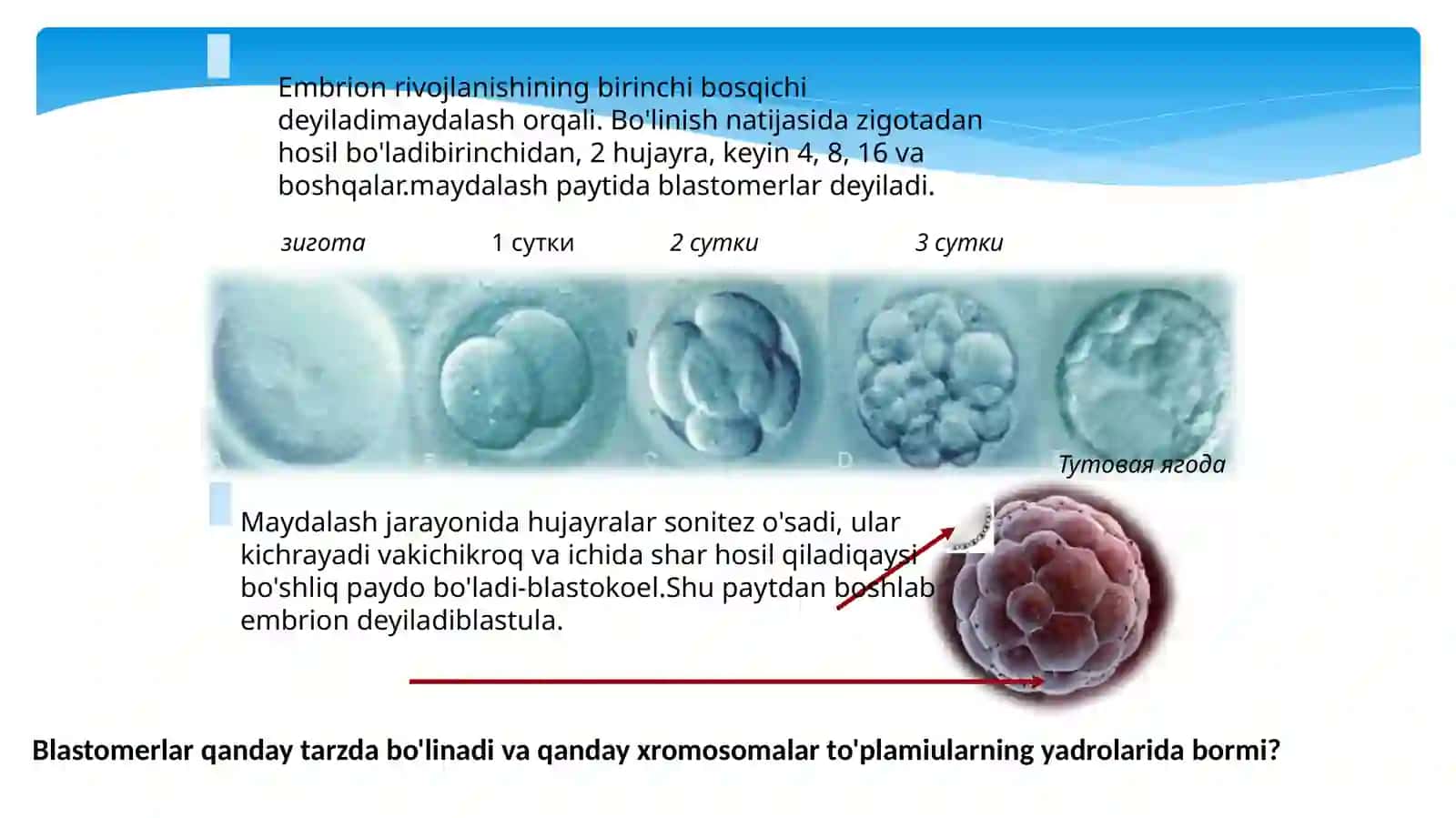 Odam embrioni va uning rivojlanishi. Ontogenez nazariyasi 4