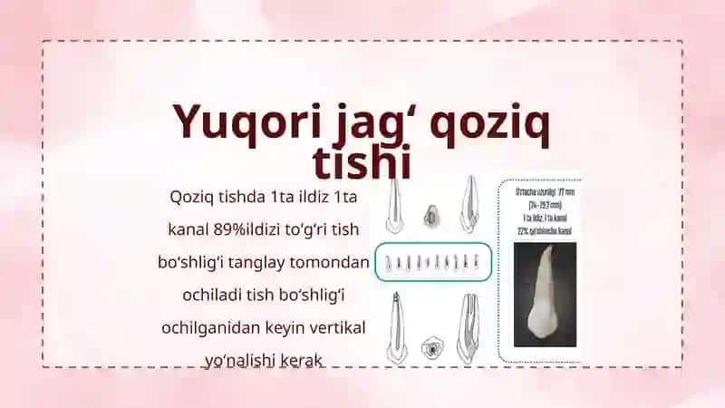 Tish boʻshligʻi topografik anatomiyasini oʻziga xos xususiyatlari 4